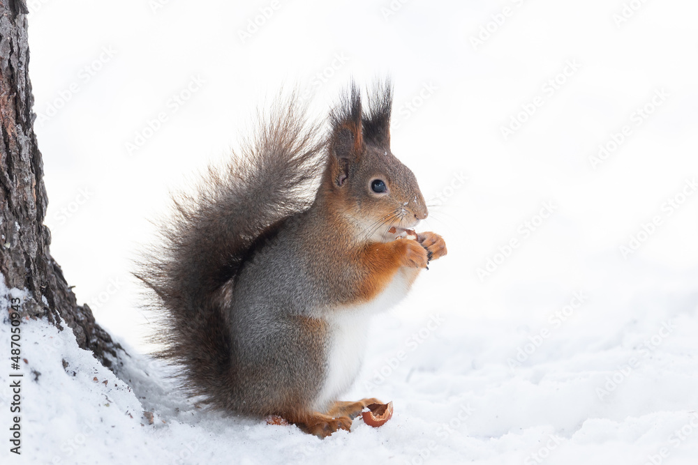 Red squirrel sitting on a tree branch in winter forest and nibbling seeds on snow covered trees background.. Red squirrel sitting on a tree branch in winter forest and nibbling seeds on snow covered trees background..