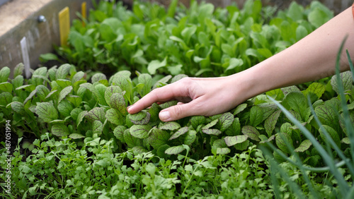 The farmer's female hand touches microgreens and early shoots of plants. Spring. Organic farming.