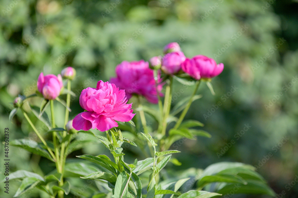 Beautiful peonies in full bloom in city parks Beautiful peonies in full bloom in city parks