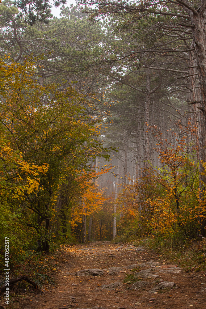 Fototapeta premium misty autumn forest in the morning