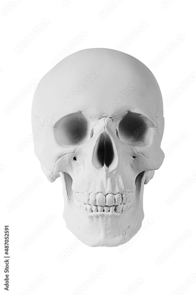 Gypsum human skull on isolated white background with clipping path. Plaster sample model skull for students of art schools. Forensic science, anatomy and art education concept. Mockup for drawing. Gypsum human skull on isolated white background with clipping path. Plaster sample model skull for students of art schools. Forensic science, anatomy and art education concept. Mockup for drawing.