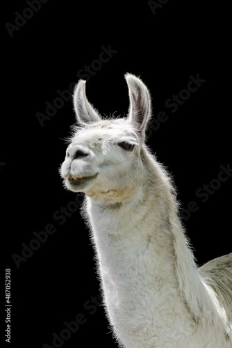 White llama Lama glama on black background