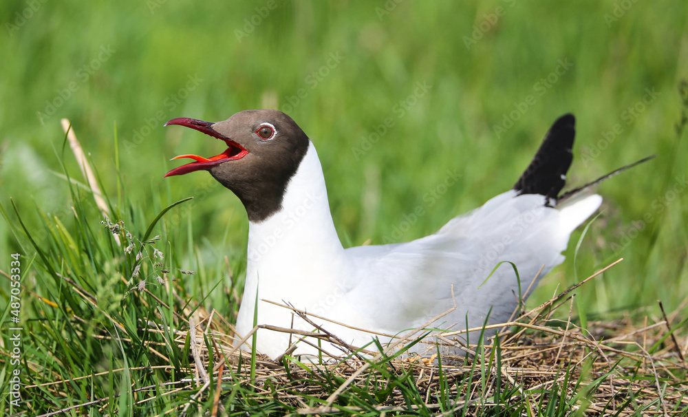 Black-headed gull in a breeding colony in the floodplain of the Pripyat River