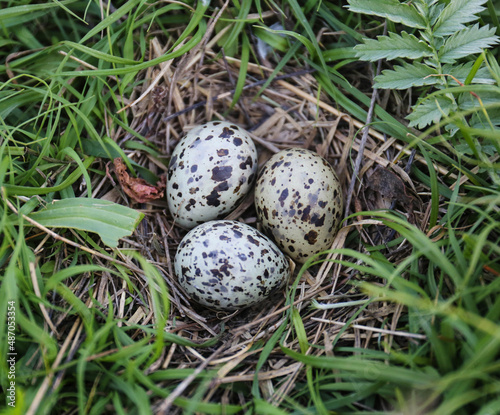 Black-headed gull nest in a breeding colony in the floodplain of the Pripyat River