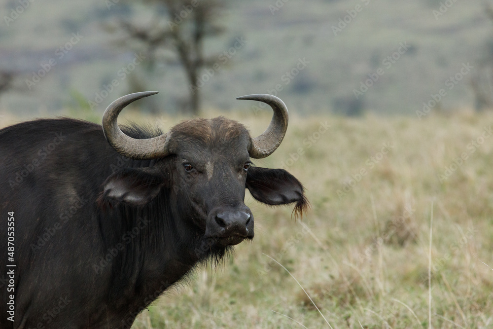 cape buffalo on the savannah
