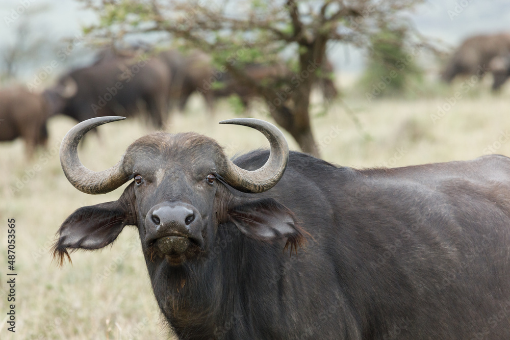 Obraz premium cape buffalo on the savannah 