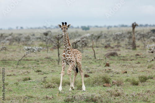 Fototapeta Naklejka Na Ścianę i Meble -  giraffes on the savannah