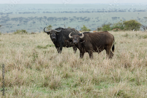 cape buffalo on the savannah 