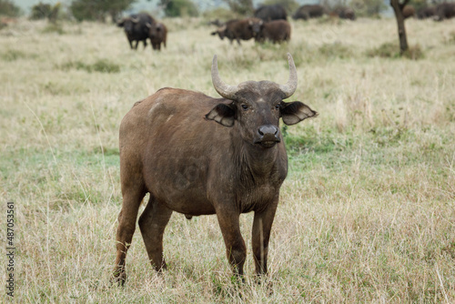 Fototapeta Naklejka Na Ścianę i Meble -  cape buffalo on the savannah
