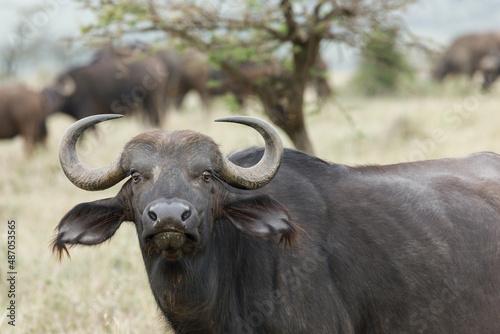cape buffalo on the savannah 