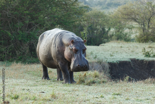 hippo on the savannah