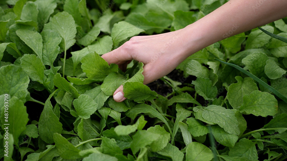 The farmer's female hand touches microgreens and early shoots of plants. Spring. Organic farming. The farmer's female hand touches microgreens and early shoots of plants. Spring. Organic farming.