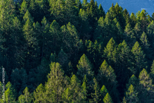 Tannenbestand im Wald bei Gegenlicht im Wallis, Schweiz © franzeldr
