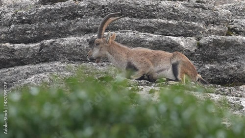 Iberian ibex, Capra pyrenaica, wild goat in the nature habitat, El Torcal de Antequera nature reserve in Andalusia, Spain. Spanish ibex portrait on the rock in the mountain, Europe wildlife nature. 