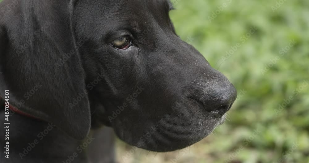 Close-up great dane eyesight and blinking with big eye. Black nose is sniffing and looking around. Close-up great dane eyesight and blinking with big eye. Black nose is sniffing and looking around.