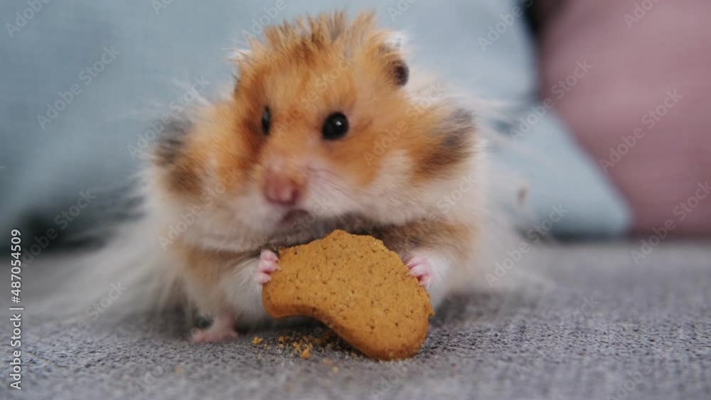 cute red hamster sits on the couch and eats a cookie cute red hamster sits on the couch and eats a cookie