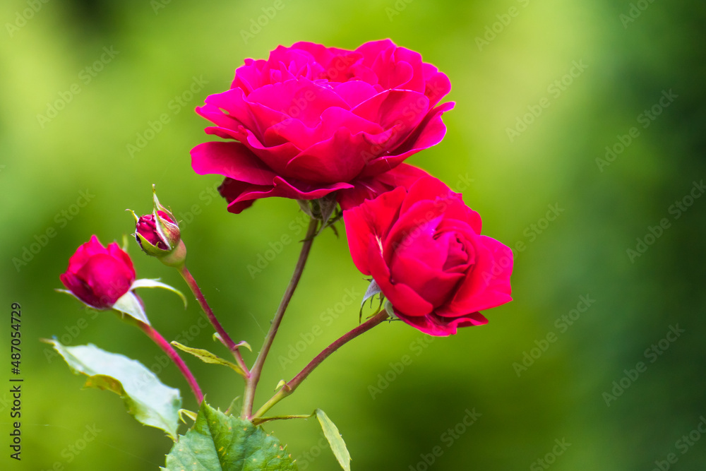 Red rose in the garden