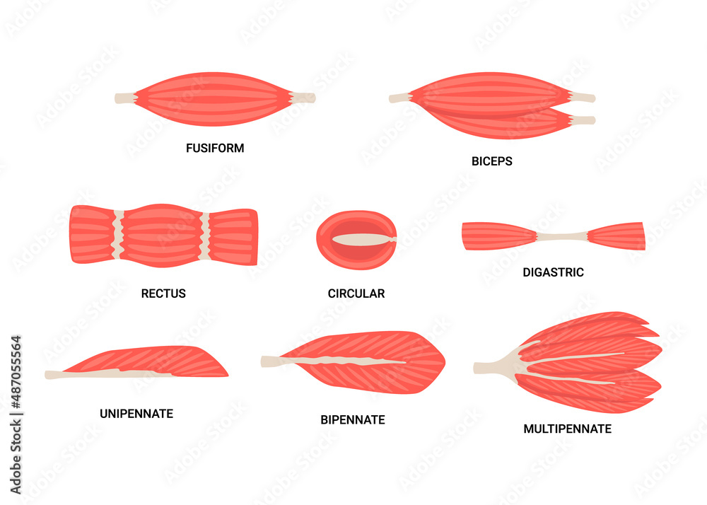 Set of skeletal fiber muscle, types structure muscle of human body