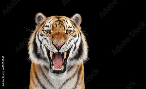 Obraz na plátně Tiger roar portrait on black