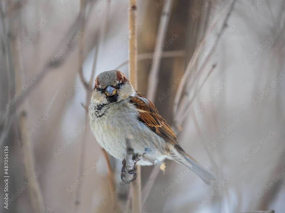 Sparrow sits on a branch without leaves. Sparrow sits on a branch without leaves.