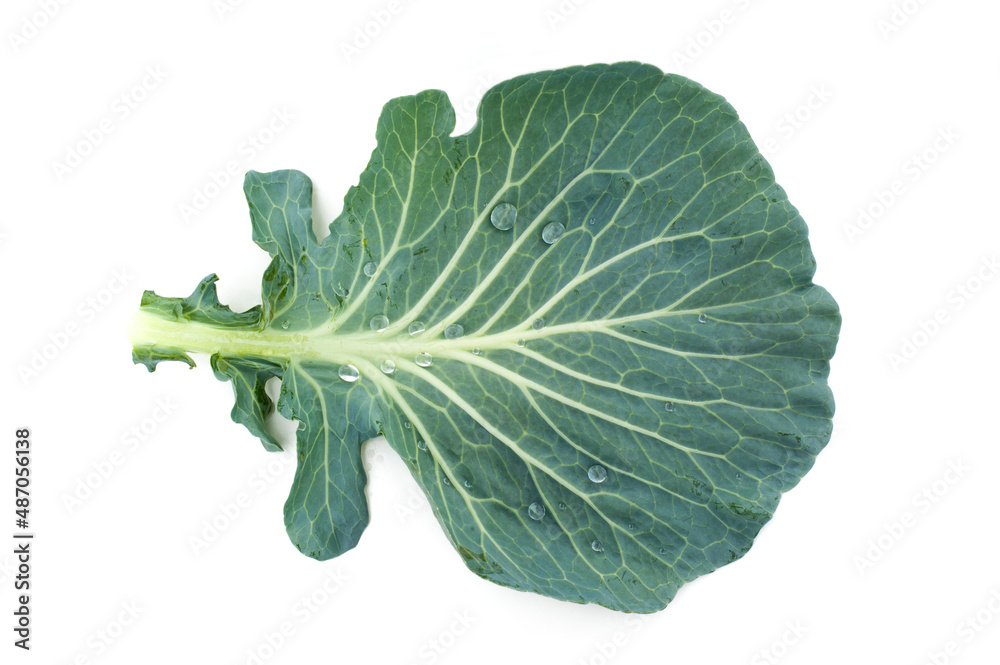 Cabbage leaves isolated on white background. Cabbage leaves isolated on white background.