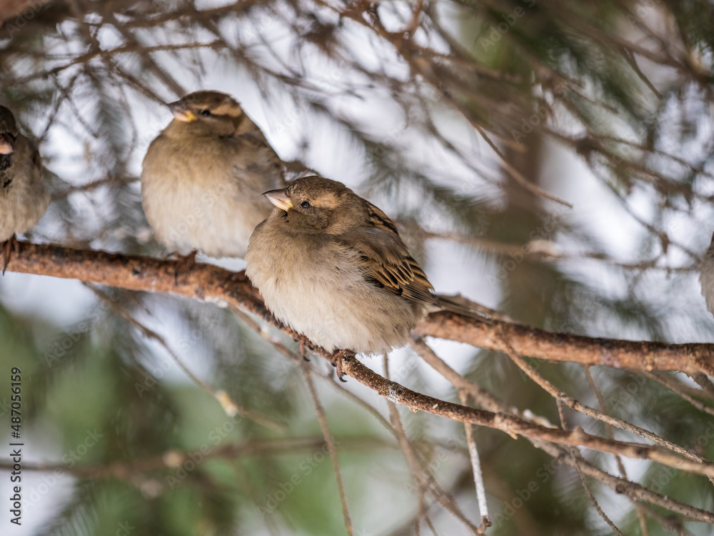 Two Sparrows sits on a branch without leaves. Two Sparrows sits on a branch without leaves.