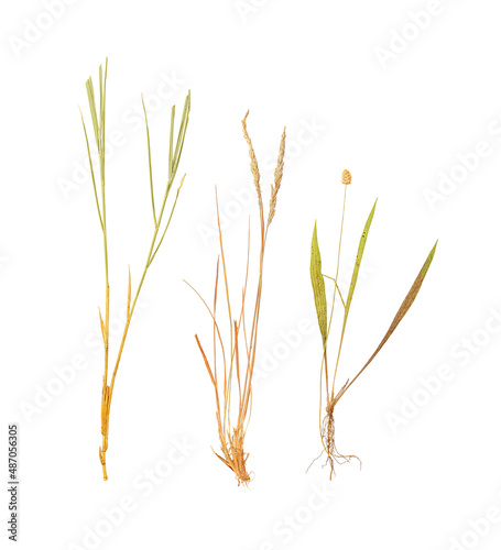 Set of meadow cereal herbs isolated