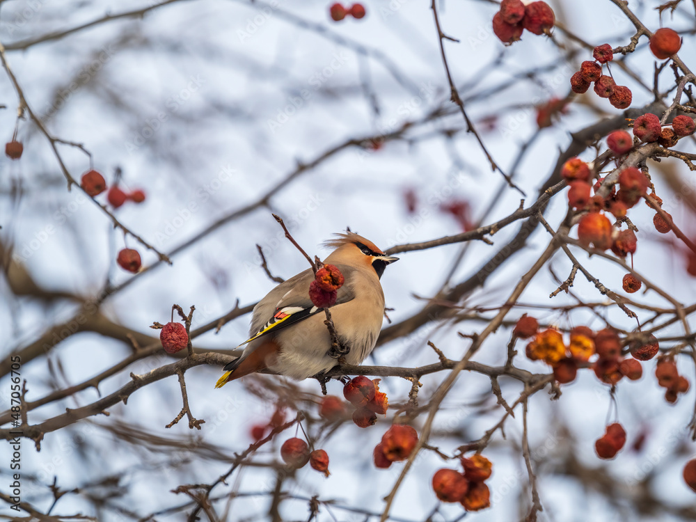 Bohemian Waxwing, Bombycilla garrulus, sitting on the bush and feeding on wild red apples in winter or early spring time. Bohemian Waxwing, Bombycilla garrulus, sitting on the bush and feeding on wild red apples in winter or early spring time.