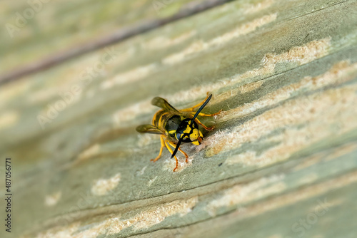 Paper Wasp gathering wood fibers for nest building. A yellow and black wasp. Outside on a wooden plank. Seen from the front. Stripping wood © Dasya - Dasya