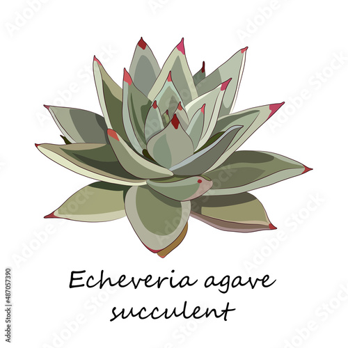 Succulent. Echeveria agave. Stone rose. Vector illustration in a flat style.