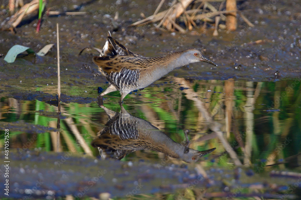 Fototapeta premium Wasserralle am Morgen im Herbst bei der Jagd in der Oberlausitz 