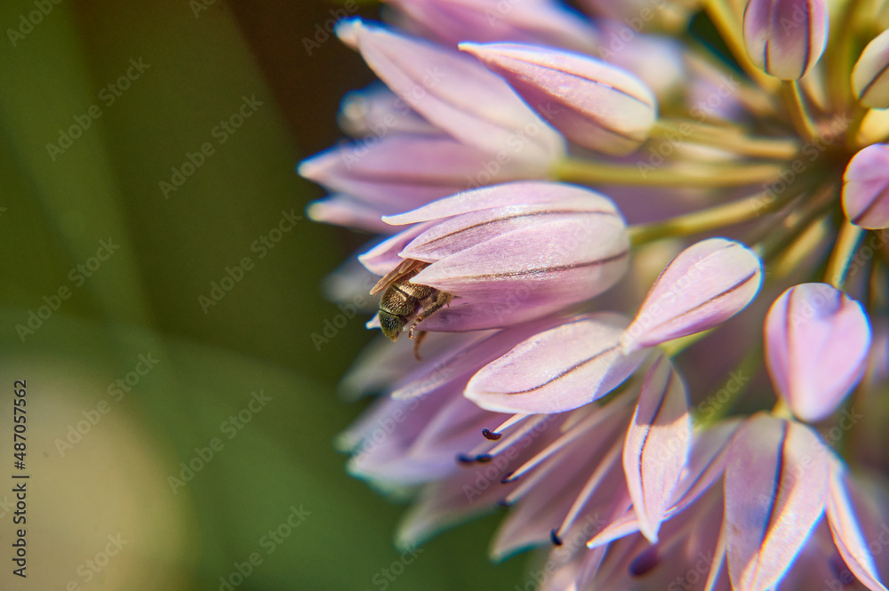 Fototapeta premium A bee collects nectar from an onion flower.