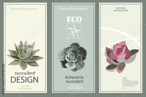 Succulents and cactus flowers. A set of templates for the design of ecological printed products. Vector illustration in a flat, minimalist style.
