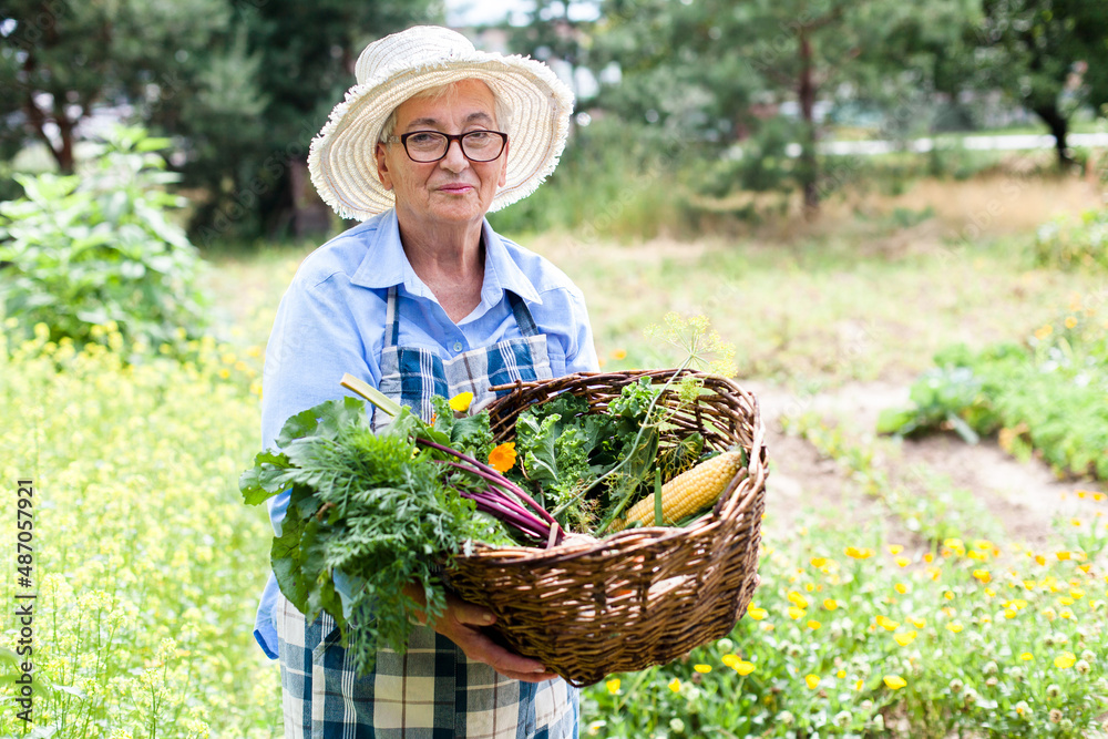 Senior farmer harvesting in garden. Retired woman with homegrown vegetables Senior farmer harvesting in garden. Retired woman with homegrown vegetables