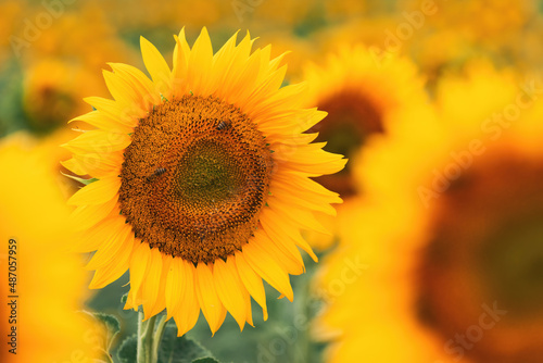 Honey bee pollinating blooming sunflower in field