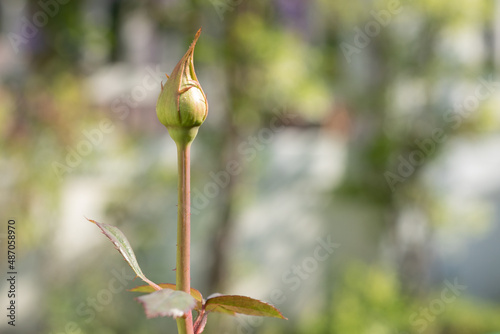 a single rosebud growing on a bush with greenery in the background. a bright beautiful red rose flower bloomed in the garden on a summer afternoon. Selective focus on the flower bud.