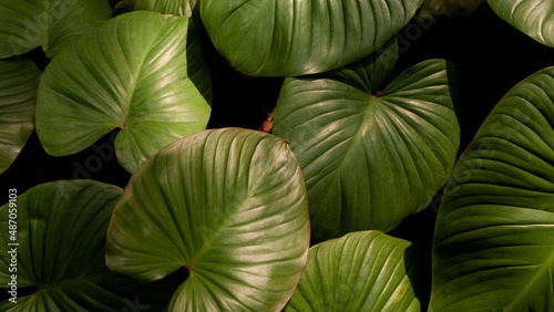 Wallpaper Mural closeup nature view of tropical leaves background, dark nature concept Torontodigital.ca