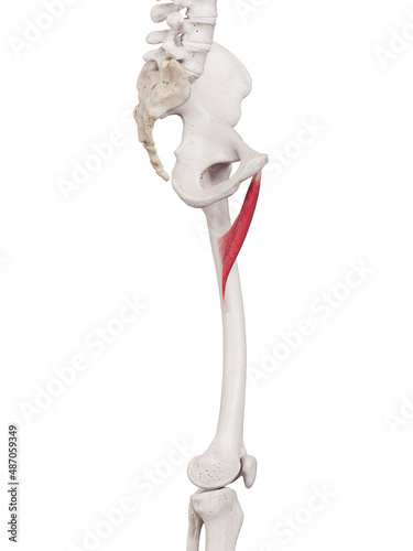 3d rendered medically accurate muscle illustration of the adductor brevis