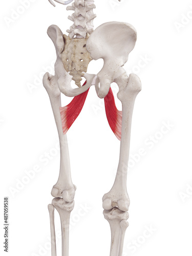 3d rendered medically accurate muscle illustration of the adductor brevis