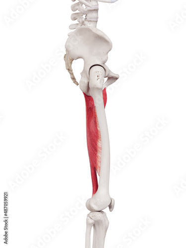 3d rendered medically accurate muscle illustration of the adductor magnus