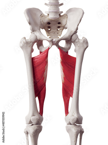 3d rendered medically accurate muscle illustration of the adductor magnus