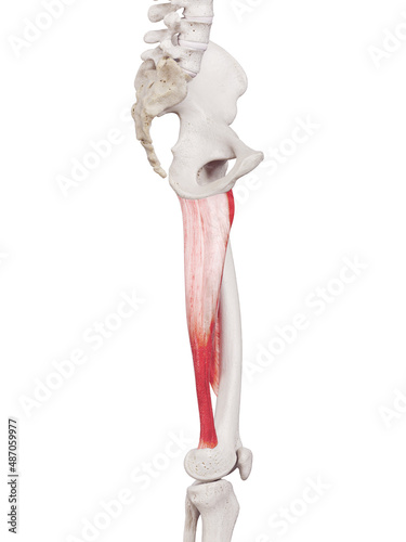 3d rendered medically accurate muscle illustration of the adductor magnus