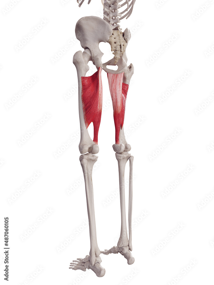 3d rendered medically accurate muscle illustration of the adductor magnus 3d rendered medically accurate muscle illustration of the adductor magnus