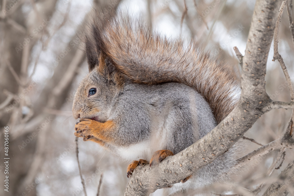 The squirrel with nut sits on tree in the winter or late autumn The squirrel with nut sits on tree in the winter or late autumn