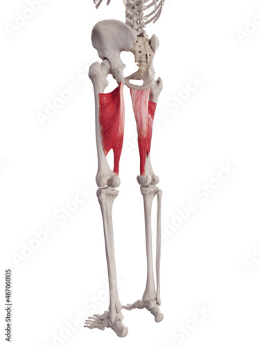 3d rendered medically accurate muscle illustration of the adductor magnus photo