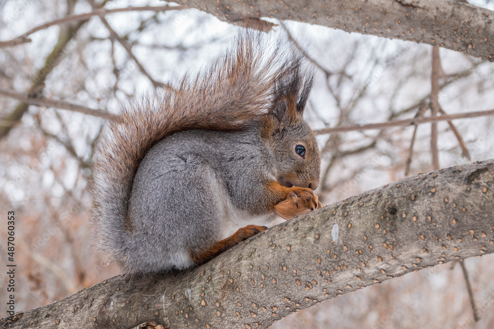 The squirrel with nut sits on tree in the winter or late autumn The squirrel with nut sits on tree in the winter or late autumn