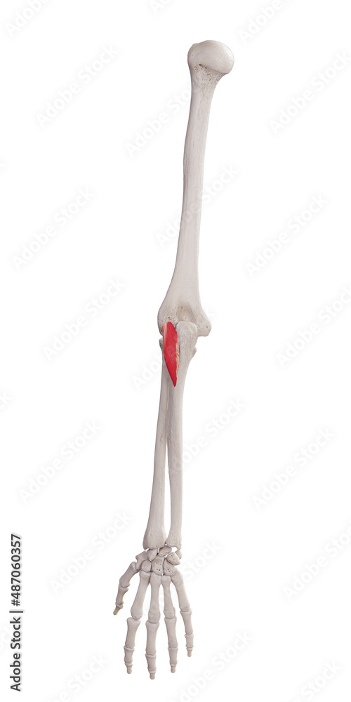 3d rendered medically accurate muscle illustration of the anconeous 3d rendered medically accurate muscle illustration of the anconeous