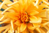 Yellow dahlia cactus closeup