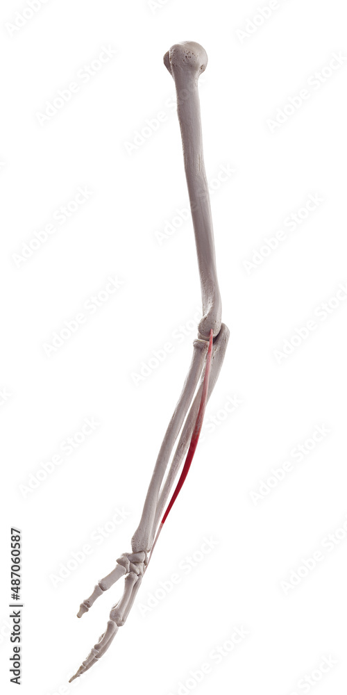 3d rendered medically accurate muscle illustration of the extensor ...