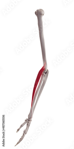 Photos 3d rendered medically accurate muscle illustration of the extensor carpi radiali